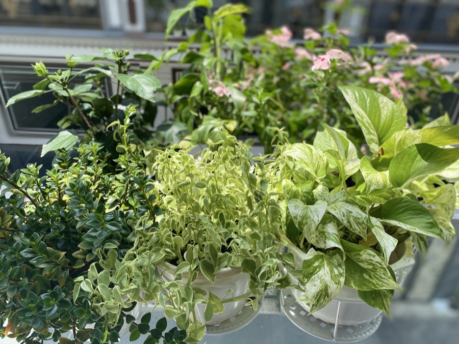 Leafy plants on a balcony