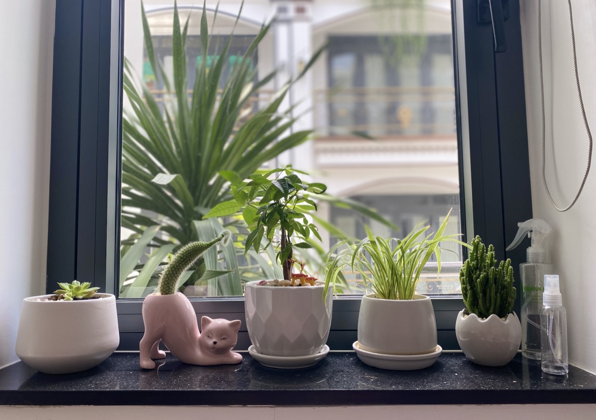 Small potted plants on a windowsill